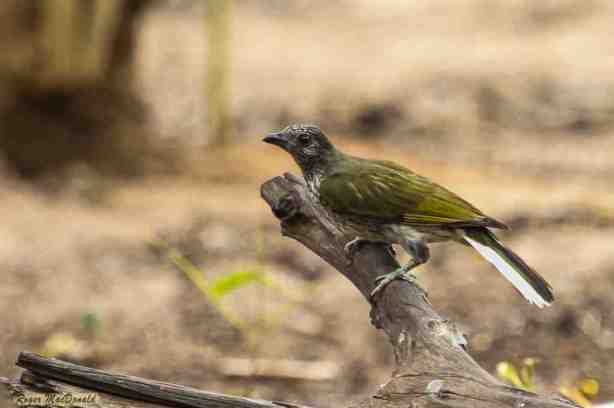 Scaly-throated Honeyguide